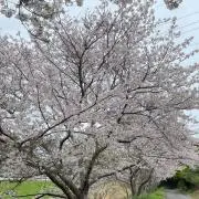 moコメント値下げします。の画像