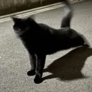 しかのこたんたん| 29日以降の発送ですの画像