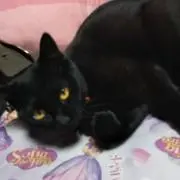 ルナ＊ルナ