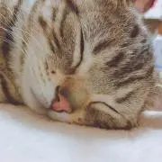 ミミの画像
