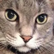 ポンタの画像