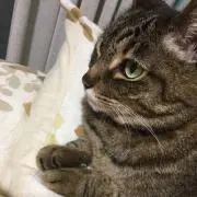 あられの画像