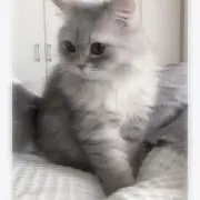 rggr07の画像