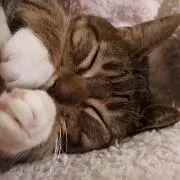 みかん