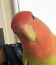 ちゃちゃまるの画像