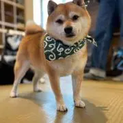 鈴木倫也