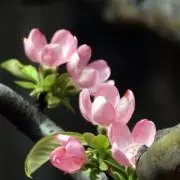 薄紫の画像