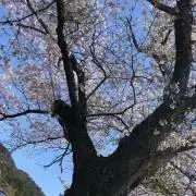 スカイの画像