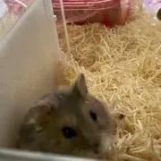 チャンミン
