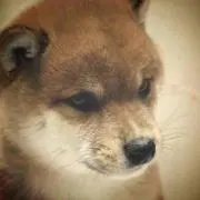 まめ