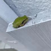 くるるの画像