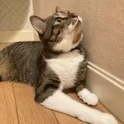 うなの画像