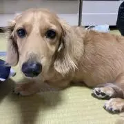 ジャンパーの画像