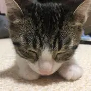 ねこの画像