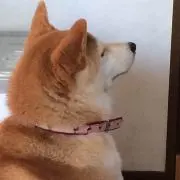 かななの画像