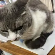 kayの画像