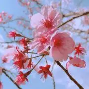 かごめの画像
