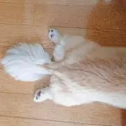 Rikoの画像