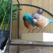 ピッピ