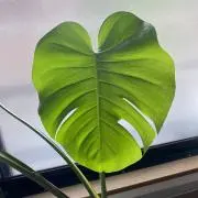 mon chanの画像
