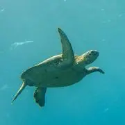 ナビィの画像