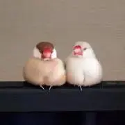 *いん*