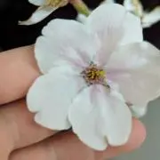 maaa　【即購入OK】の画像