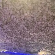 ゆとの画像