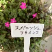 にんじんの画像