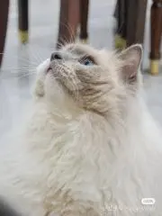 Sy1の画像