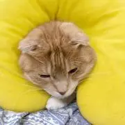 みかもめ