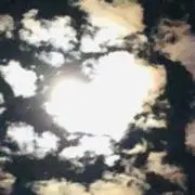 月下美人の画像