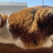 ジジの画像