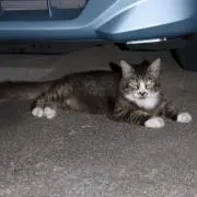 ちゃんの画像
