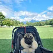 ぱんだ