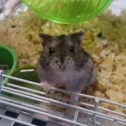 もりもりの画像