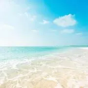 豆柴の画像