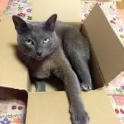 猫田