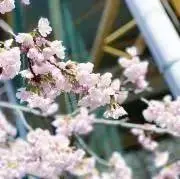 ささきの画像