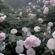 みゅんの画像
