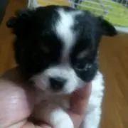 チャーリー