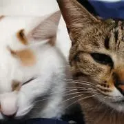 おひゆ*おまとめ歓迎の画像