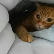 おたい