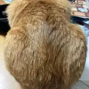 タマ