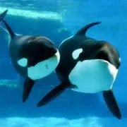 めぐみの画像