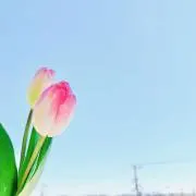 Halu