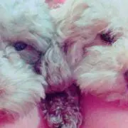 モココ