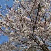 furyunaの画像