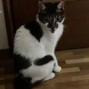 ちびたんの画像
