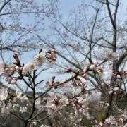 hazakuraの画像